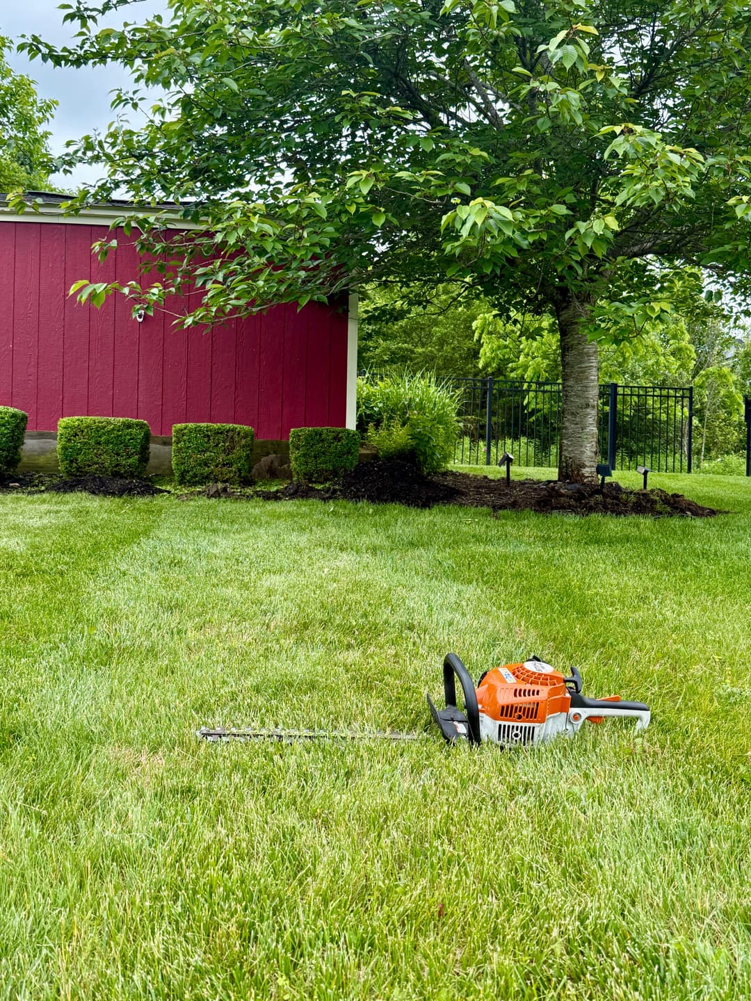 Lawn with grass and neatly trimmed bushes featuring a hedge trimmer and a red shed.