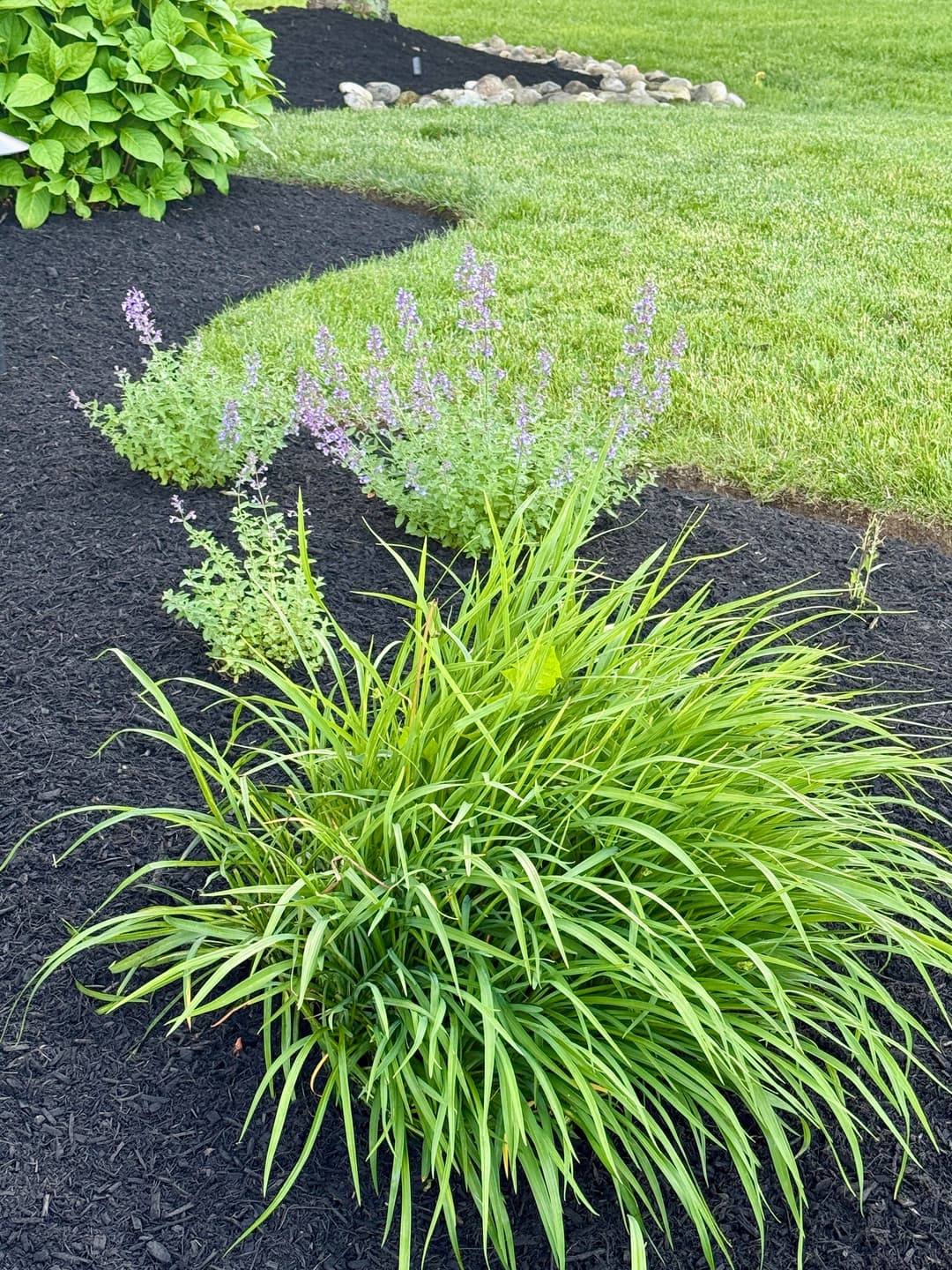 Lush green ornamental grass with purple flowering plants on black mulch landscape.