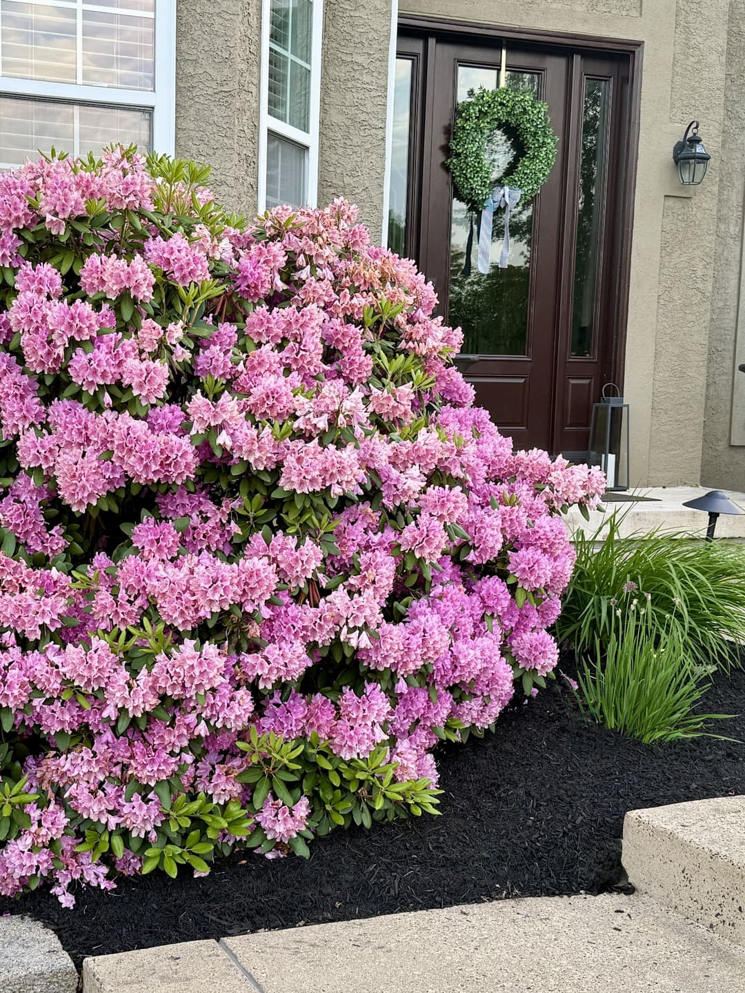vibrant pink azalea flowers blooming near a modern front door with decorative wreath