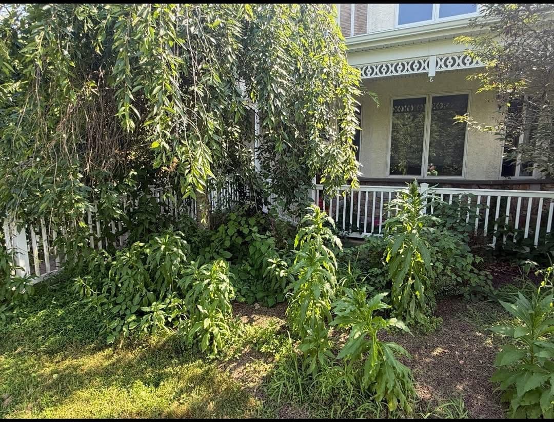 Project Before and After Yard Cleanups That Speak for Themselves image
