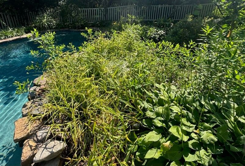 Project Poolside Oasis Creation in Pipersville PA image