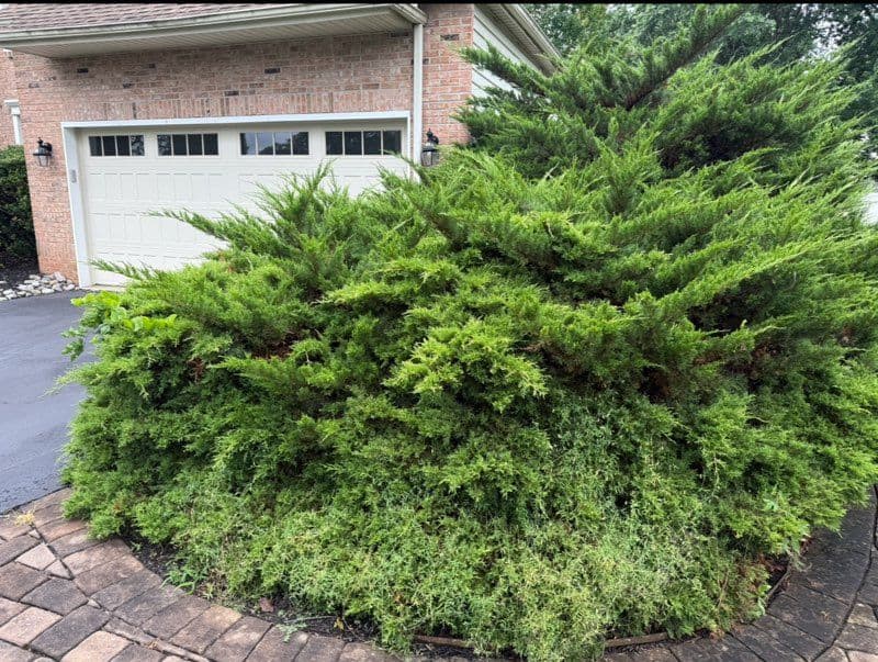 Project Say Goodbye to Overgrown With Professional Shrub & Debris Removal image