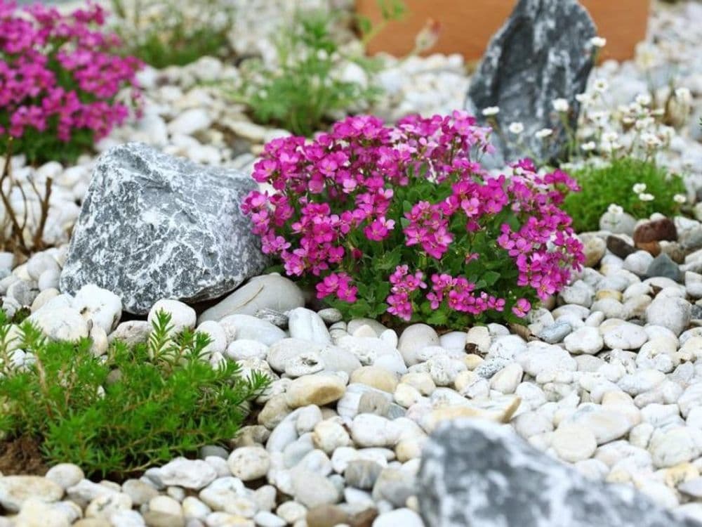 Vibrant purple flowers among pebbles and stones in a tranquil garden landscape.