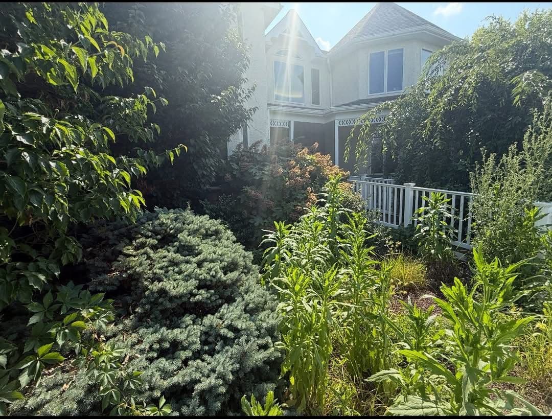 Gallery photos for Before and After Yard Cleanups That Speak for Themselves: Image #2