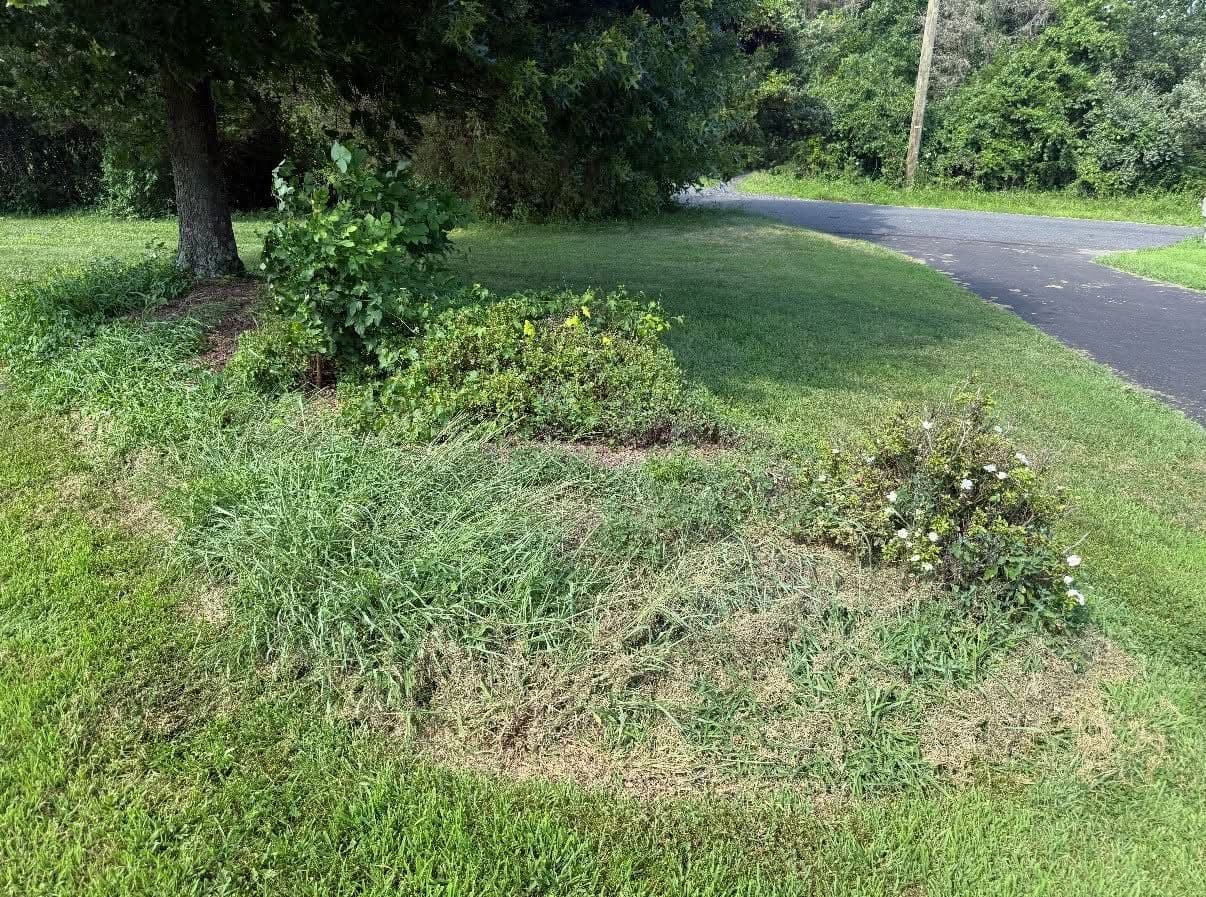 Gallery photos for Before and After Yard Cleanups That Speak for Themselves: Image #6