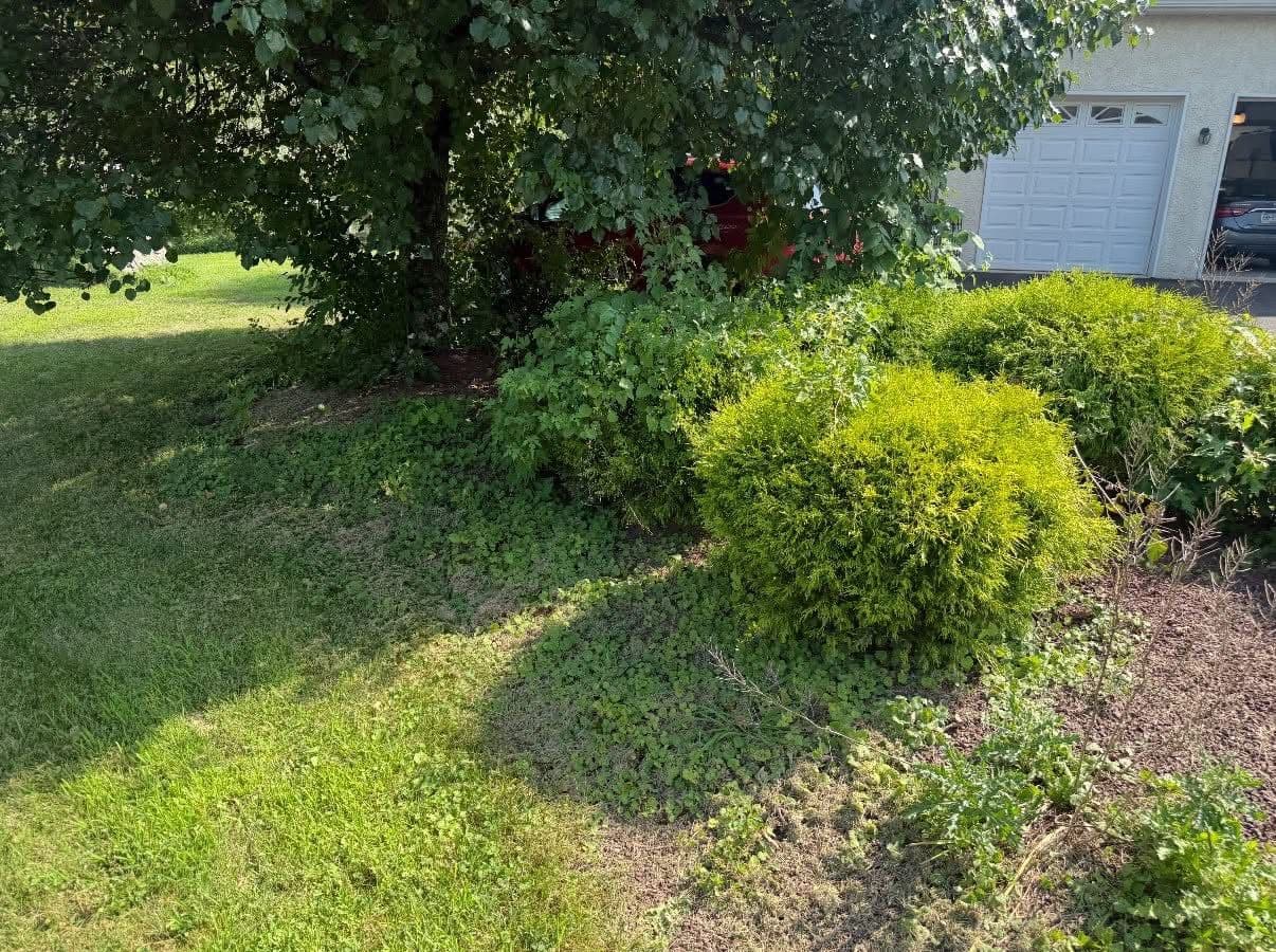 Gallery photos for Before and After Yard Cleanups That Speak for Themselves: Image #4